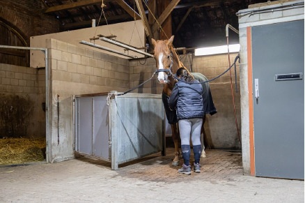 Droomeind vakantiewoningen met paardenhotel VMP116